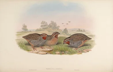 Perdicula asiatica
